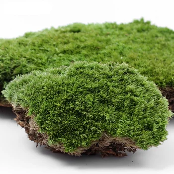 Micro Krajiny Záhradné Rastliny Moss Čerstvé Moss Prirodzený Rast Mini Ekologická Fľaša Na Príslušenstvo Materiál Dekorácie Obrázok 2